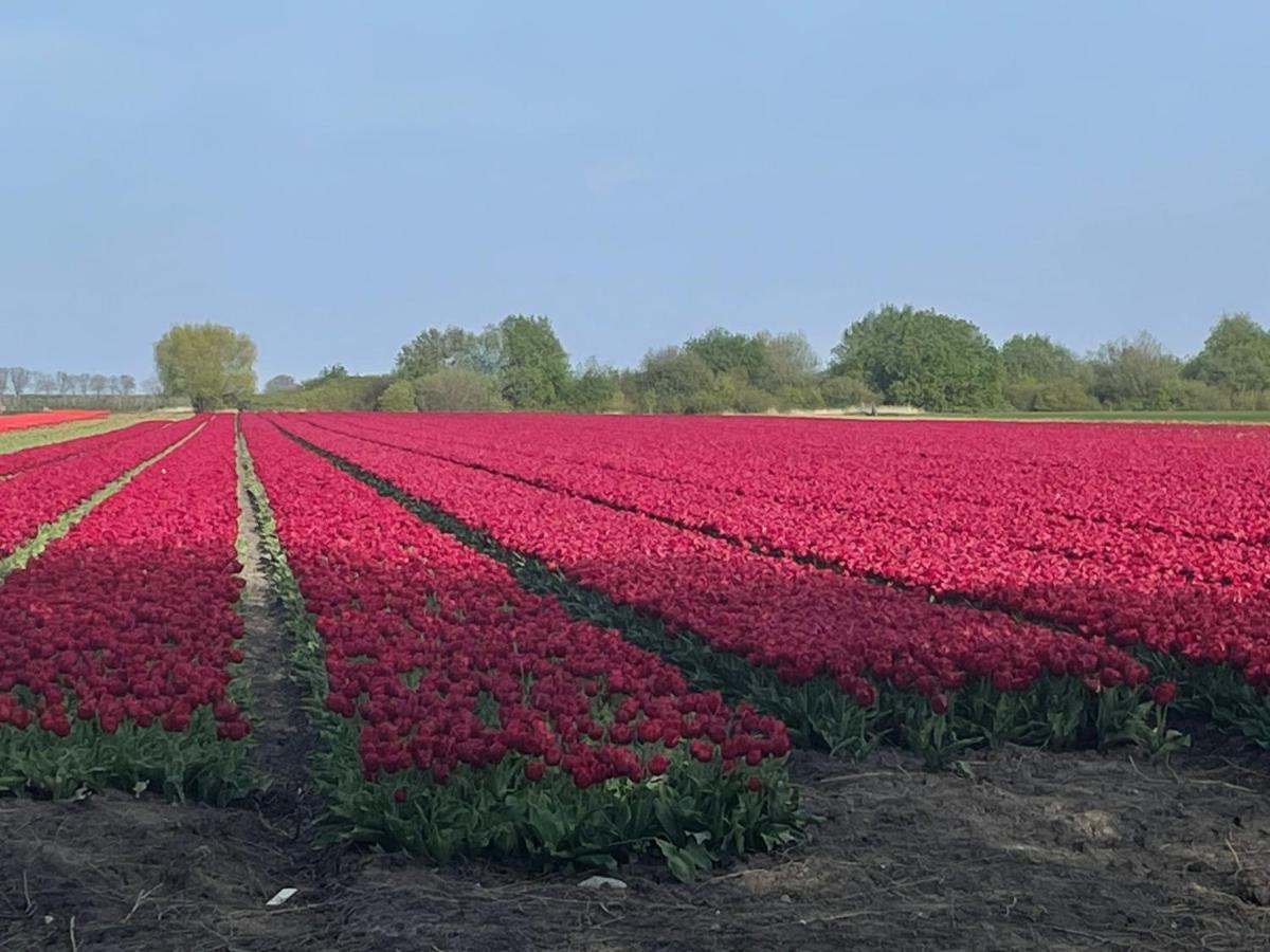 Het Uilennest Villa Wijdenes Eksteriør bilde